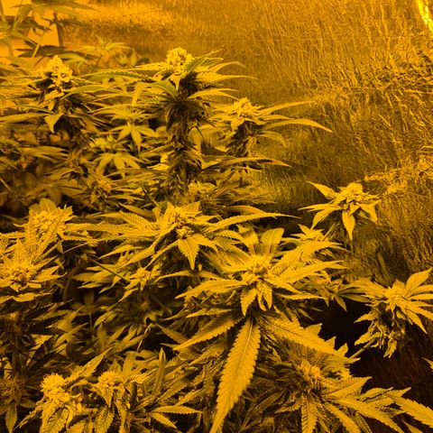 Kushi 😶‍🌫️(rest n. Teilernte/ critical kush, 9.1.24 🎁, Kümmerling) growlog timeline photo