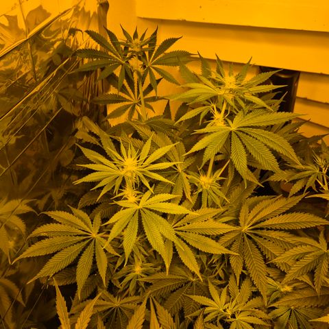 🍍Anna  #1 amnesia lemon  growlog timeline photo