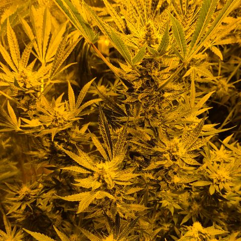 Karli - SHISKABERRY (auto) growlog timeline photo