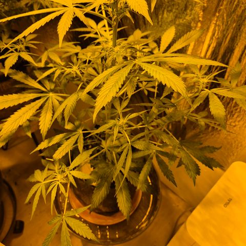 🌈 Zkittles auto🌈 growlog timeline photo