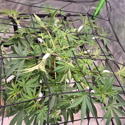 Mimosa evo Photo ♥️ Barney's Farm  growlog timeline photo