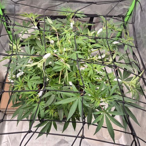 Mimosa evo Photo ♥️ Barney's Farm  growlog timeline photo