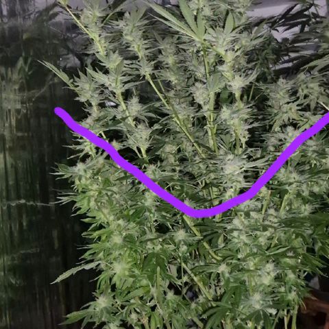 Karli - SHISKABERRY (auto) growlog photo: Ich denke ich werde die mal teilernten.
Dann kann der untere Teil,  der sichtbar noch länger braucht, noch reifen