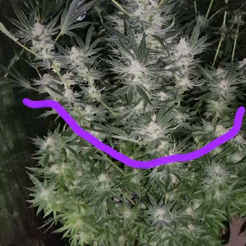 Karli - SHISKABERRY (auto) growlog photo: Teilernten !?