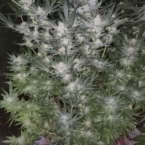 Karli - SHISKABERRY (auto) growlog timeline photo