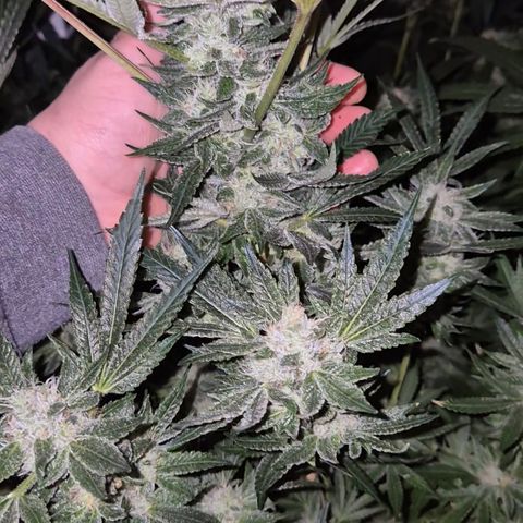 Karli - SHISKABERRY (auto) growlog timeline photo