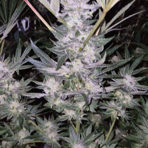 Karli - SHISKABERRY (auto) growlog timeline photo