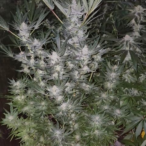Karli - SHISKABERRY (auto) growlog timeline photo
