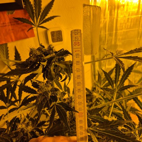 Runtzi Auto ♥️ Barney's Farm  growlog timeline photo