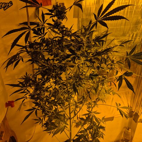 Runtzi Auto ♥️ Barney's Farm  growlog timeline photo