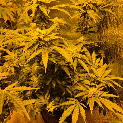 Kushi 😶‍🌫️(rest n. Teilernte/ critical kush, 9.1.24 🎁, Kümmerling) growlog timeline photo