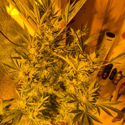 Karli - SHISKABERRY (auto) growlog timeline photo