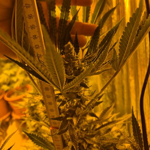 Karli - SHISKABERRY (auto) growlog timeline photo