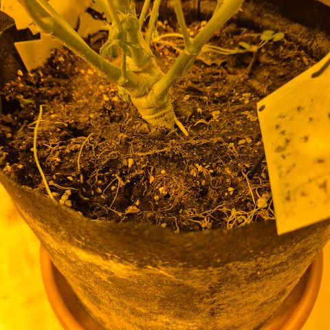 Kushi 😶‍🌫️(rest n. Teilernte/ critical kush, 9.1.24 🎁, Kümmerling) growlog timeline photo