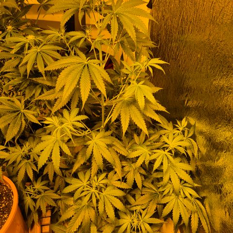 🌅Sherbi photo, blue sunset sherbert, Barneys farm  growlog timeline photo