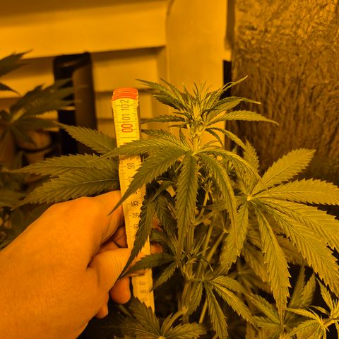🌅Sherbi photo, blue sunset sherbert, Barneys farm  growlog timeline photo