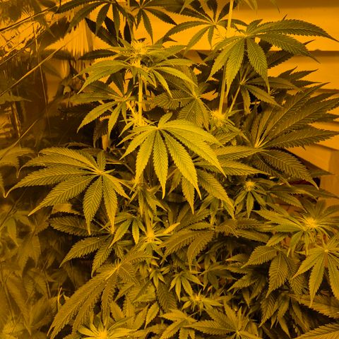 🍍Anna  #1 amnesia lemon  growlog timeline photo