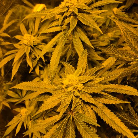 Kushi 😶‍🌫️(rest n. Teilernte/ critical kush, 9.1.24 🎁, Kümmerling) growlog timeline photo