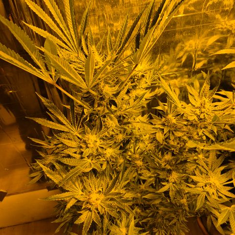 Karli - SHISKABERRY (auto) growlog timeline photo