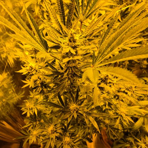 Karli - SHISKABERRY (auto) growlog timeline photo