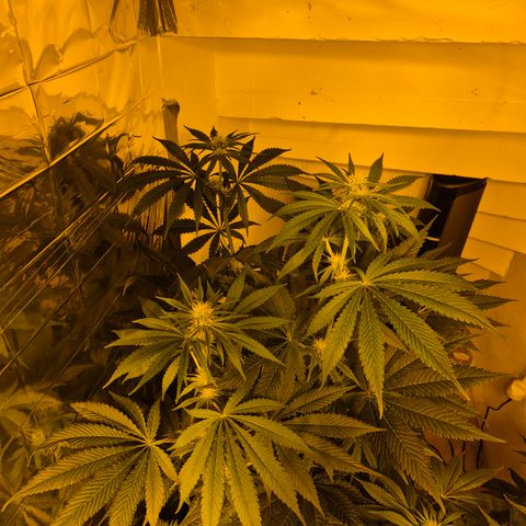 🍍Anna  #1 amnesia lemon  growlog timeline photo