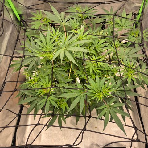 Mimosa evo Photo ♥️ Barney's Farm  growlog timeline photo