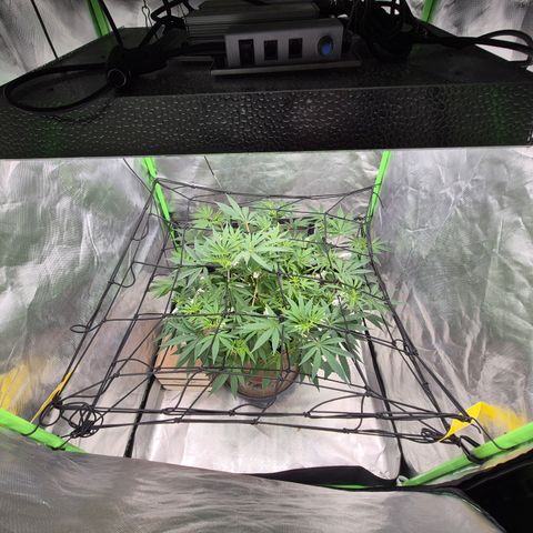 Mimosa evo Photo ♥️ Barney's Farm  growlog timeline photo