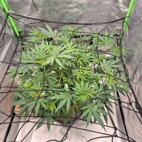 Mimosa evo Photo ♥️ Barney's Farm  growlog timeline photo