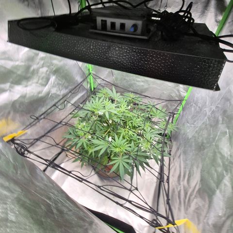 Mimosa evo Photo ♥️ Barney's Farm  growlog timeline photo