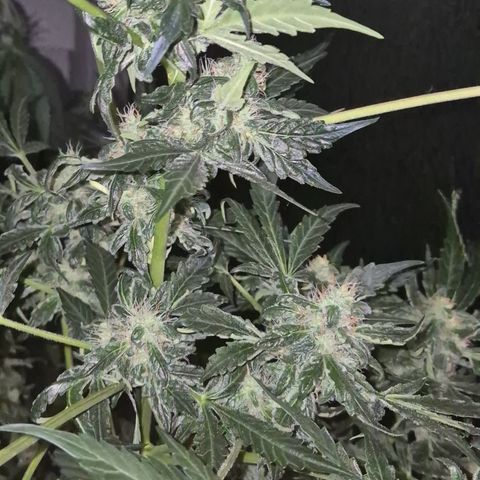 Runtzi Auto ♥️ Barney's Farm  growlog timeline photo