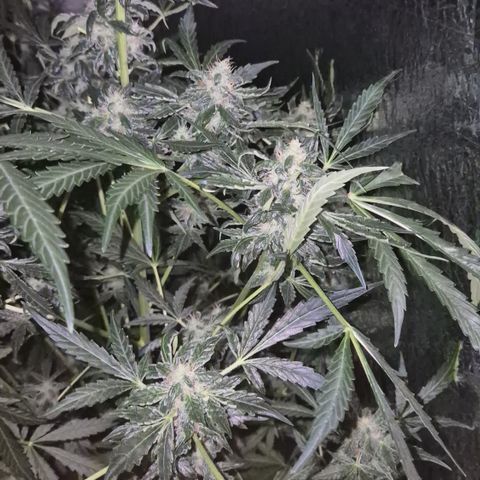 Runtzi Auto ♥️ Barney's Farm  growlog timeline photo