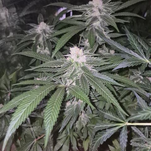 Kushi 😶‍🌫️(rest n. Teilernte/ critical kush, 9.1.24 🎁, Kümmerling) growlog timeline photo