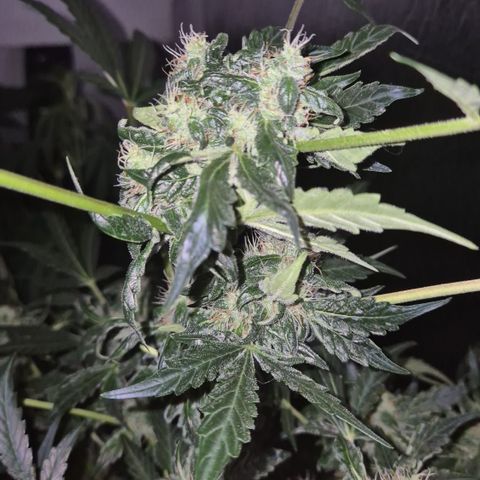 Runtzi Auto ♥️ Barney's Farm  growlog timeline photo