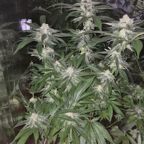 Kushi 😶‍🌫️(rest n. Teilernte/ critical kush, 9.1.24 🎁, Kümmerling) growlog timeline photo