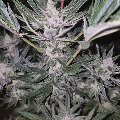 Karli - SHISKABERRY (auto) growlog timeline photo