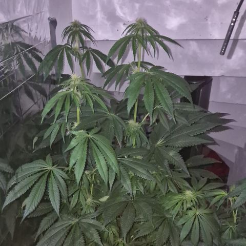 🍍Anna  #1 amnesia lemon  growlog timeline photo