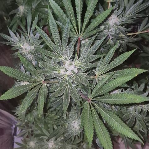 Karli - SHISKABERRY (auto) growlog timeline photo