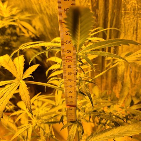 🌈 Zkittles auto🌈 growlog timeline photo