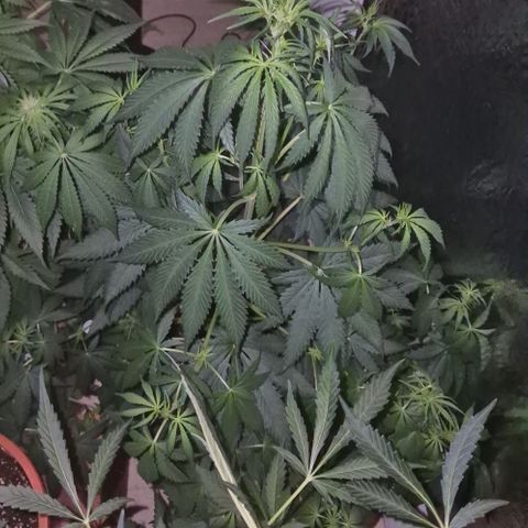 🌅Sherbi photo, blue sunset sherbert, Barneys farm  growlog timeline photo