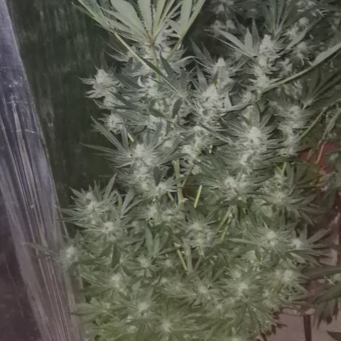 Karli - SHISKABERRY (auto) growlog timeline photo
