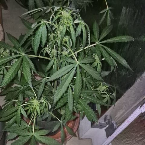 🌈 Zkittles auto🌈 growlog timeline photo