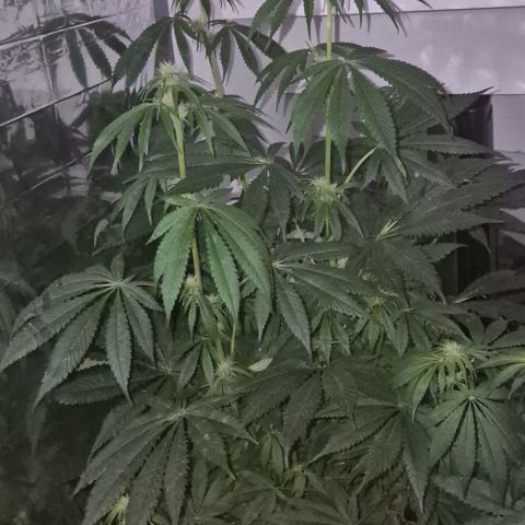 🍍Anna  #1 amnesia lemon  growlog timeline photo