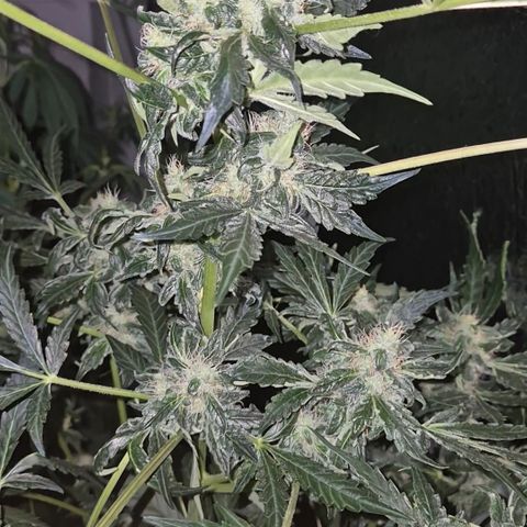 Runtzi Auto ♥️ Barney's Farm  growlog timeline photo
