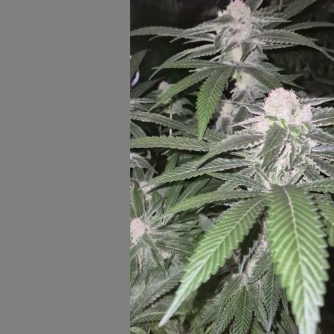 Kushi 😶‍🌫️(rest n. Teilernte/ critical kush, 9.1.24 🎁, Kümmerling) growlog timeline photo