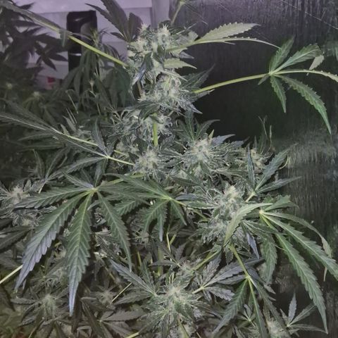 Runtzi Auto ♥️ Barney's Farm  growlog timeline photo