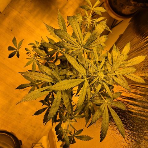 🌈 Zkittles auto🌈 growlog timeline photo