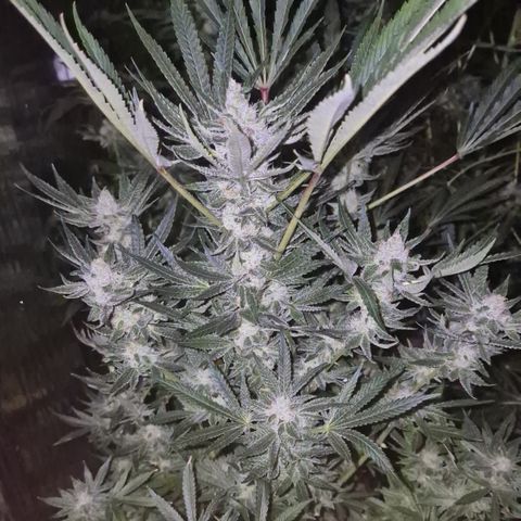 Karli - SHISKABERRY (auto) growlog timeline photo