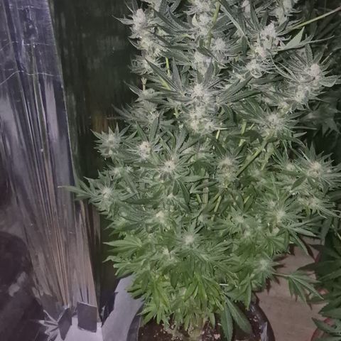 Karli - SHISKABERRY (auto) growlog timeline photo