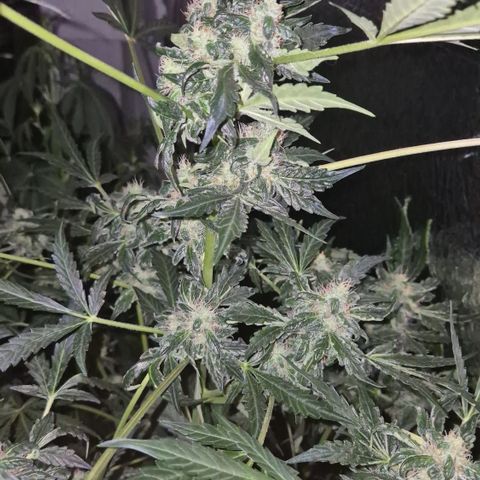 Runtzi Auto ♥️ Barney's Farm  growlog timeline photo