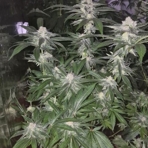 Kushi 😶‍🌫️(rest n. Teilernte/ critical kush, 9.1.24 🎁, Kümmerling) growlog timeline photo